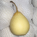 2016 cultivo chino Fresh Ya Pear